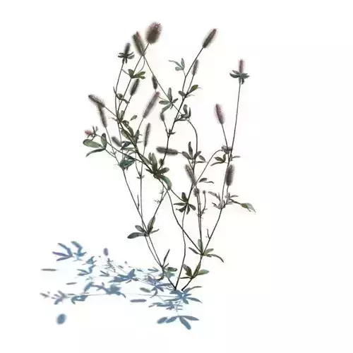 Wild Blooming Plant 3D model