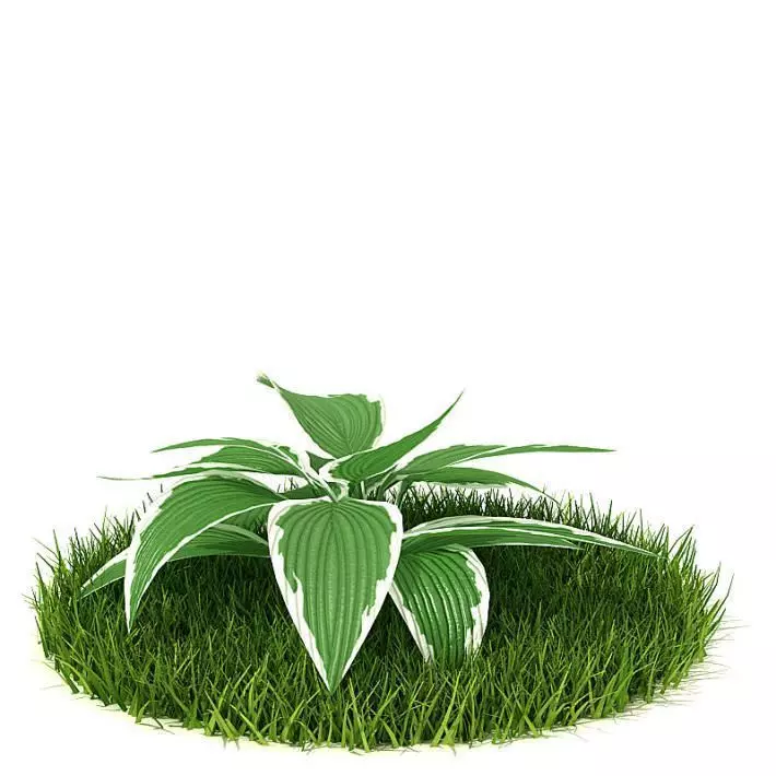 Green Leaved Plant 3D model_0