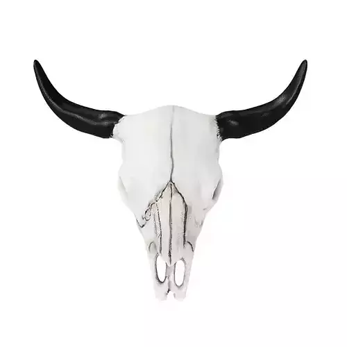 Bull Skull