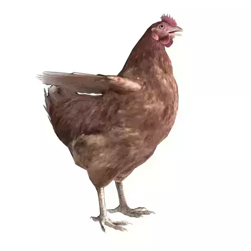 Chicken Rigged