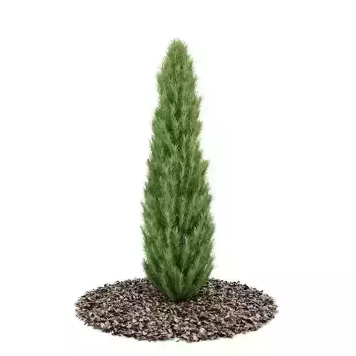 Small Conifer Tree 3D model