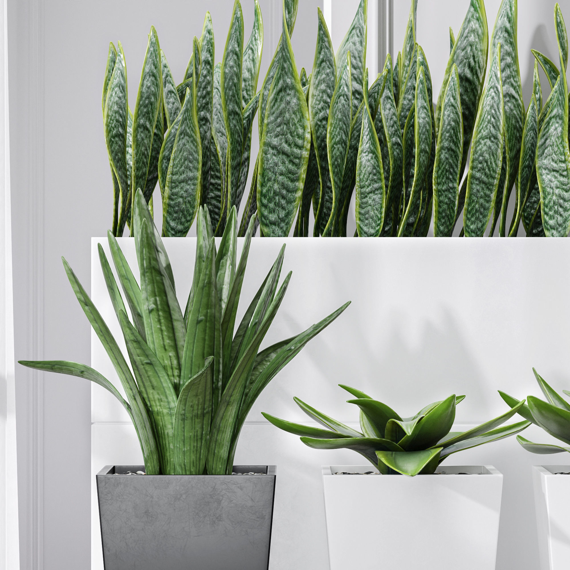 Partition Office Plants Sanseveria Snake Air Purifying 3D model_3