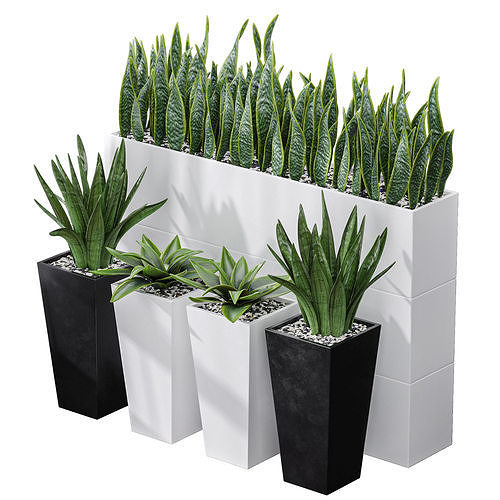 Partition Office Plants Sanseveria Snake Air Purifying 3D model