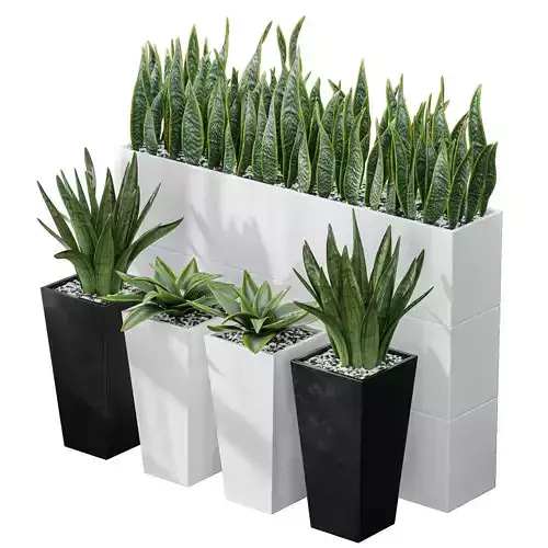 Partition Office Plants Sanseveria Snake Air Purifying 3D model