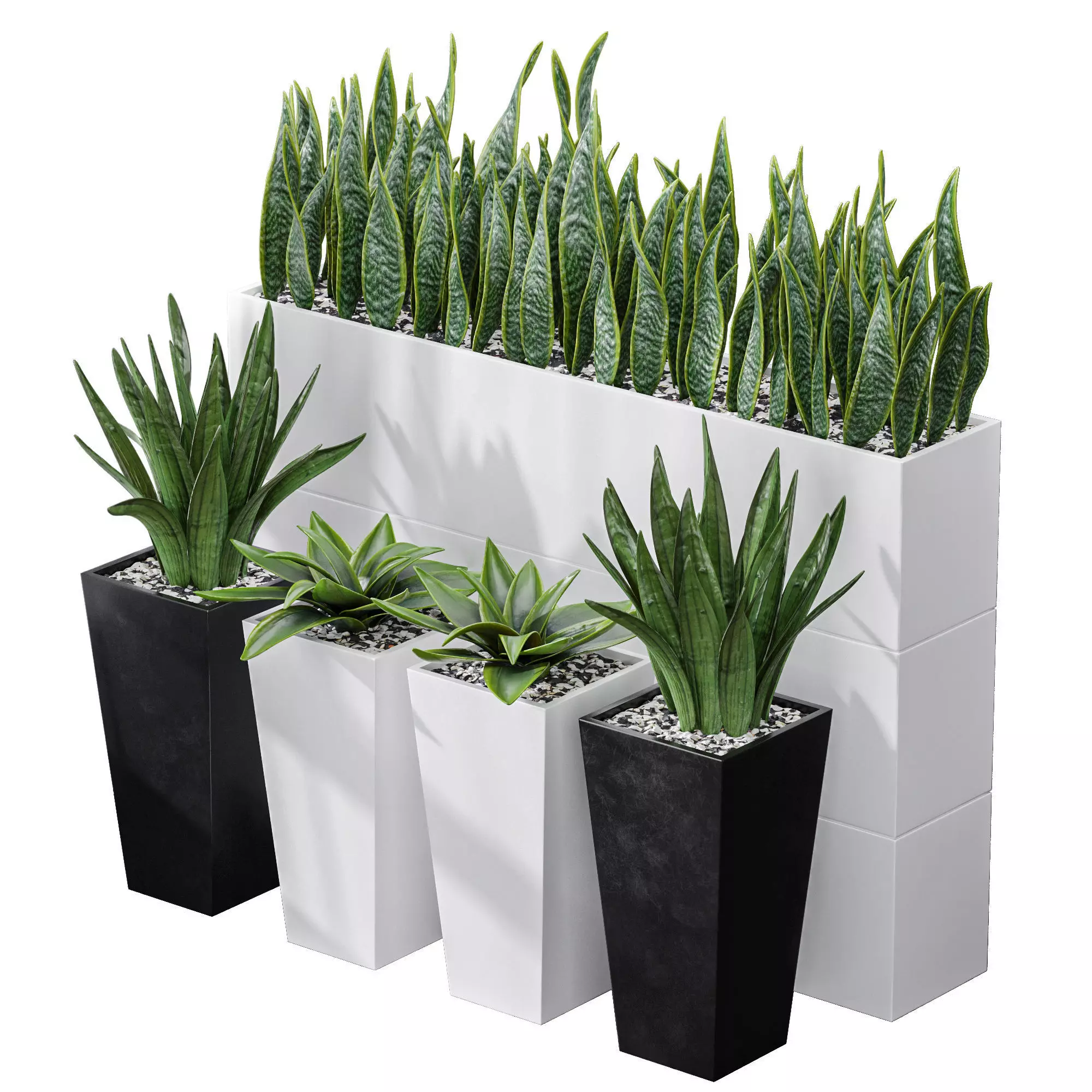 Partition Office Plants Sanseveria Snake Air Purifying 3D model_0
