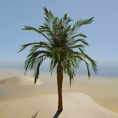 Simple Palm Tree  3D model