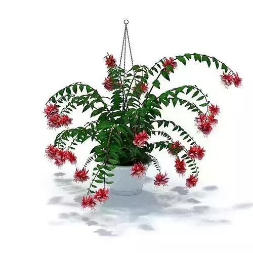 Hanging Colorful Plant