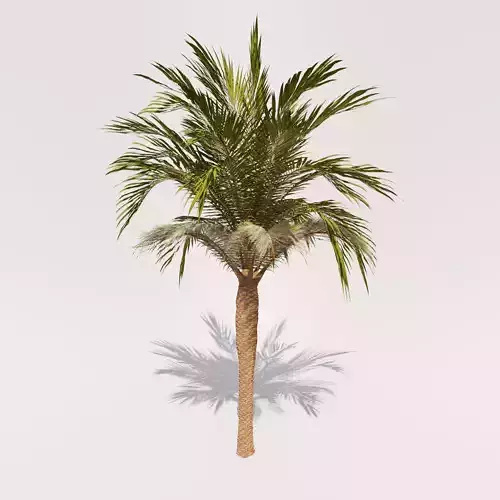 Palm tree with dead leaves