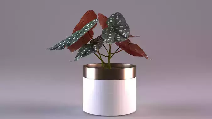 Begonia-maculata plant in vase 3D model