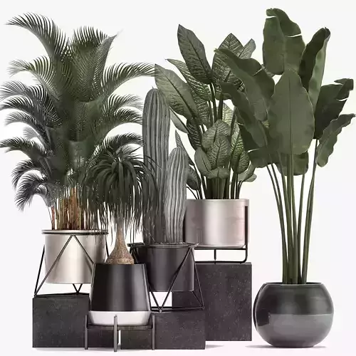 Collection of indoor plants in luxury flower pots 1106