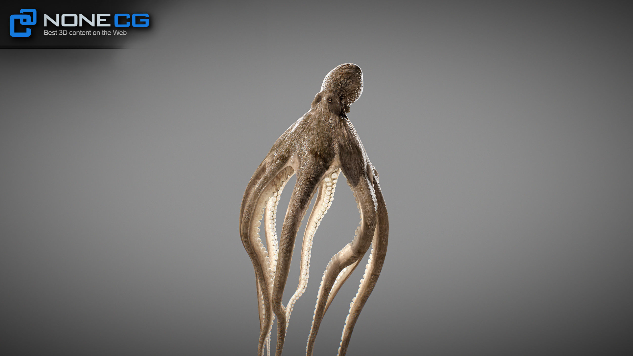 Animated Octopus v2 Low-poly 3D model_21