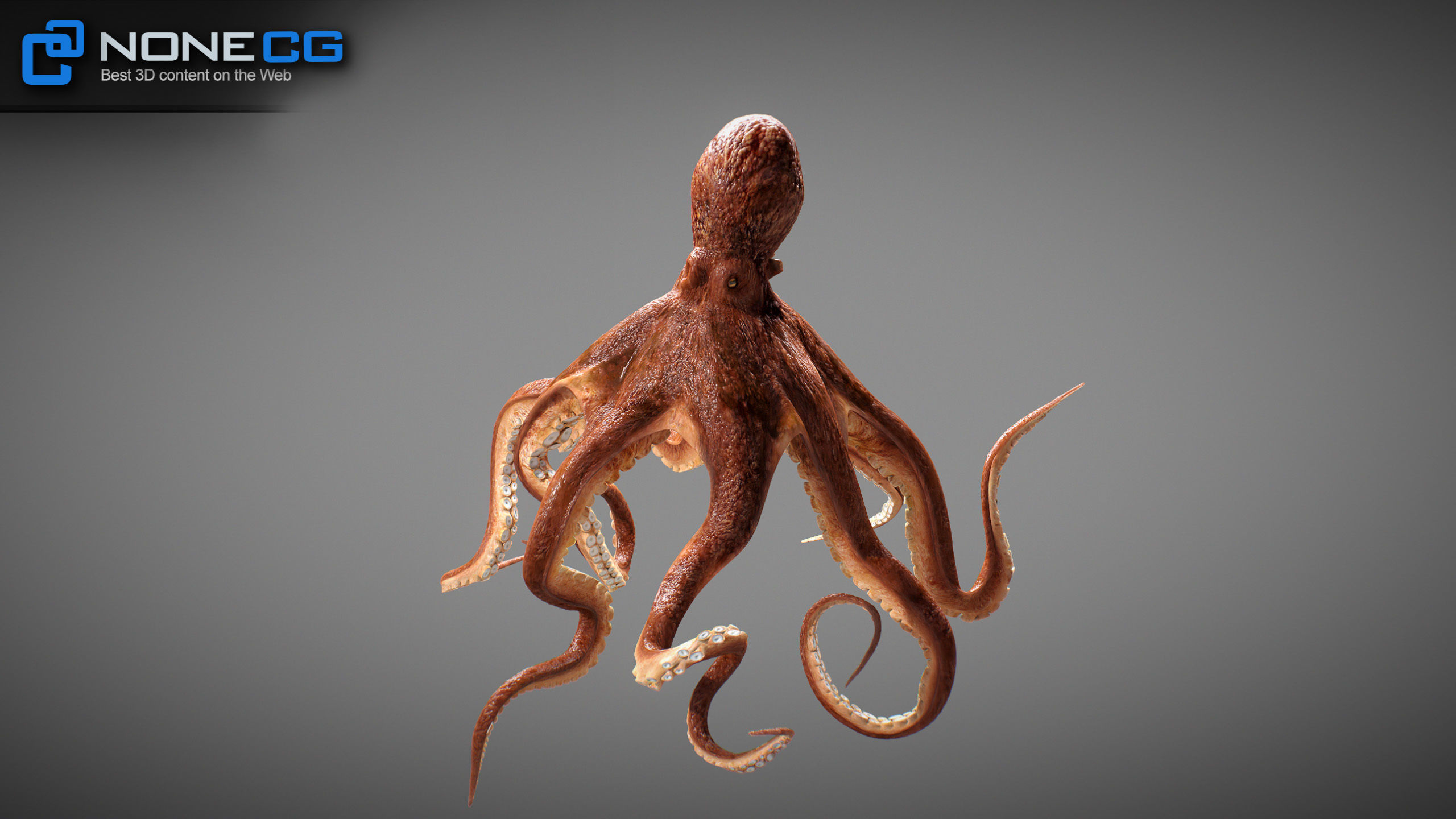 Animated Octopus v2 Low-poly 3D model_14