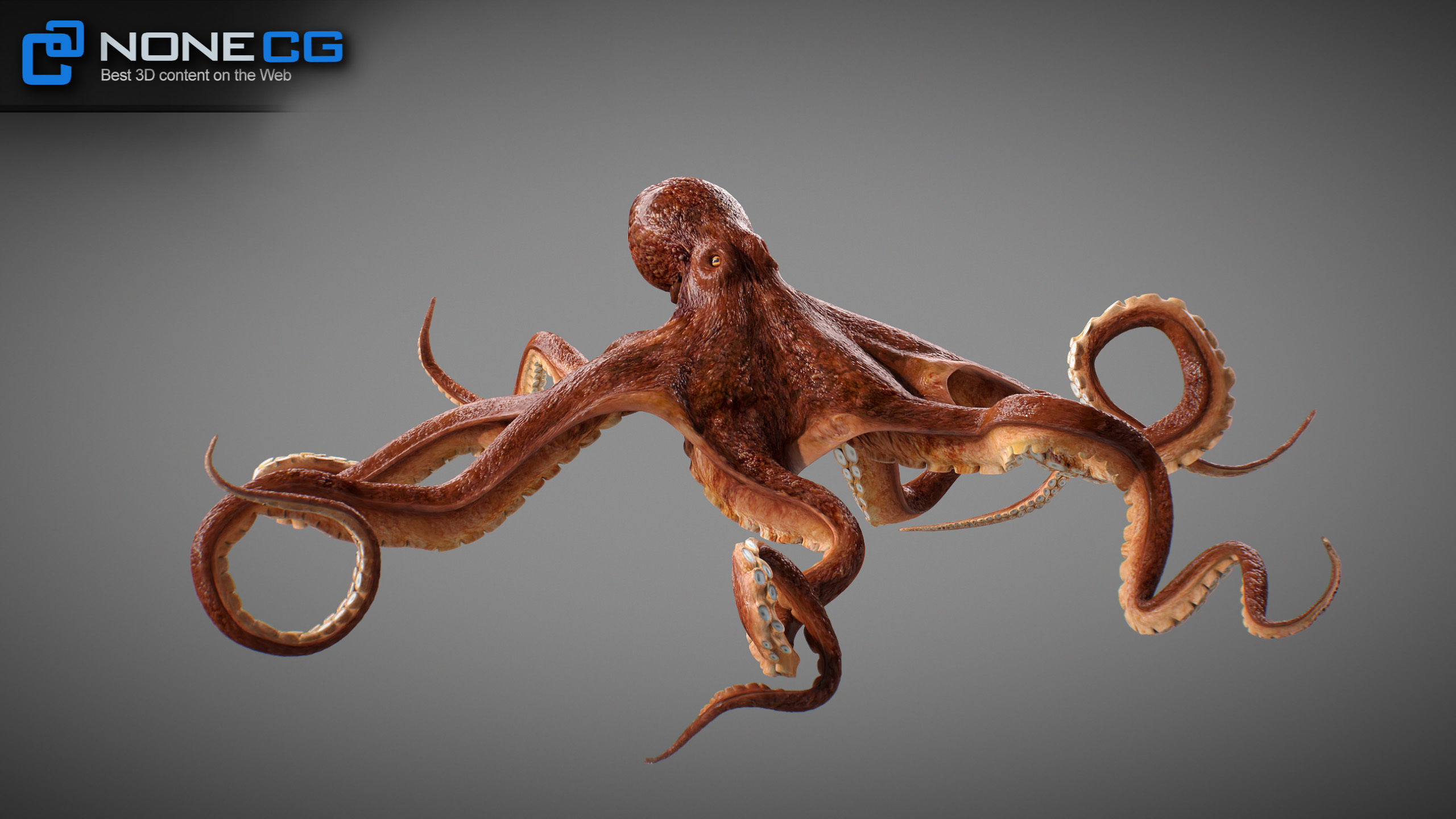 Animated Octopus v2 Low-poly 3D model_12