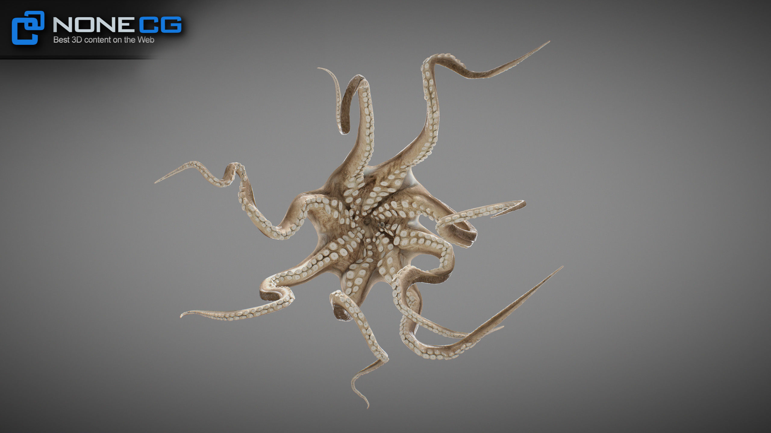 Animated Octopus v2 Low-poly 3D model_15