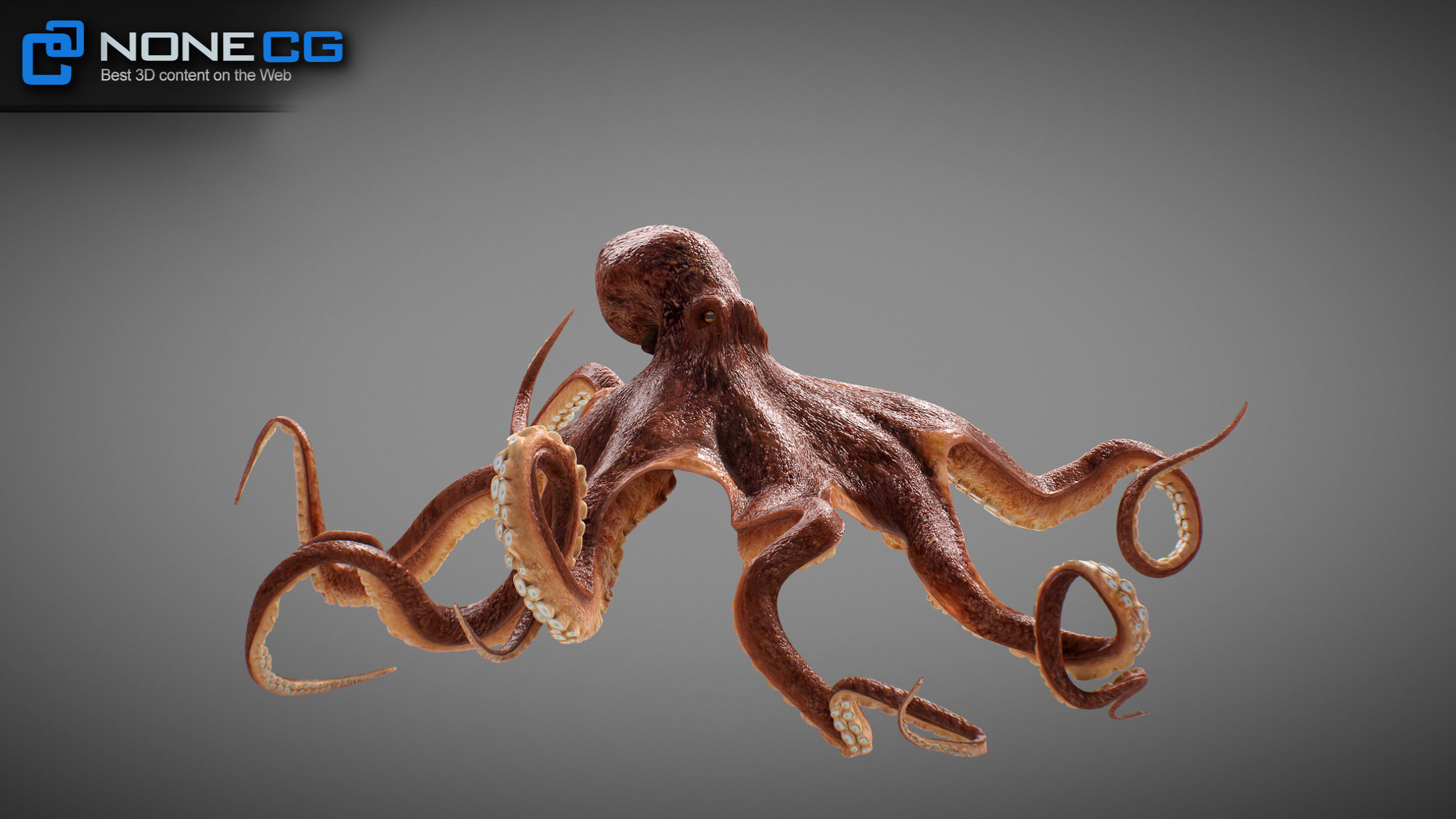 Animated Octopus v2 Low-poly 3D model_4
