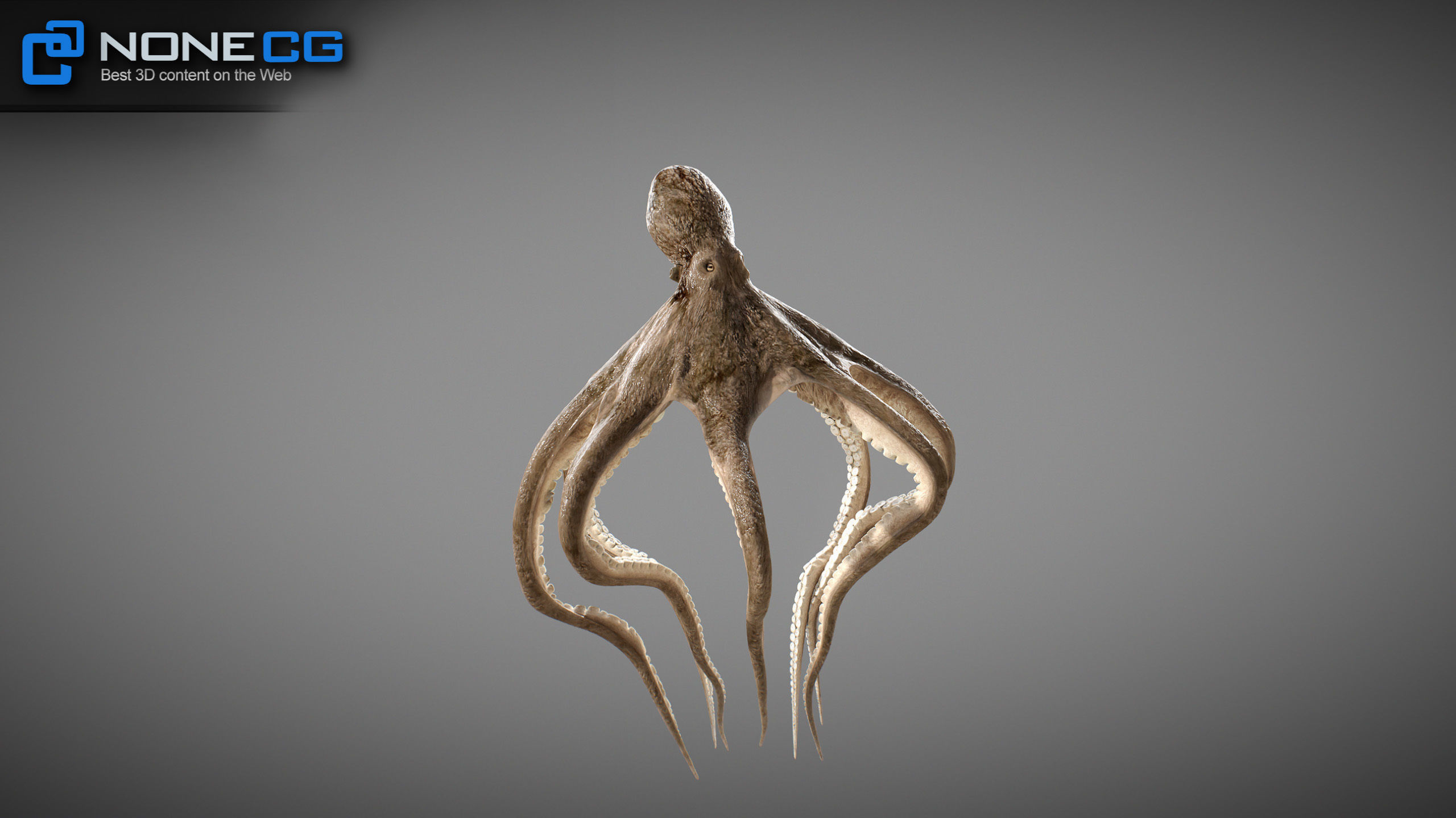 Animated Octopus v2 Low-poly 3D model_27