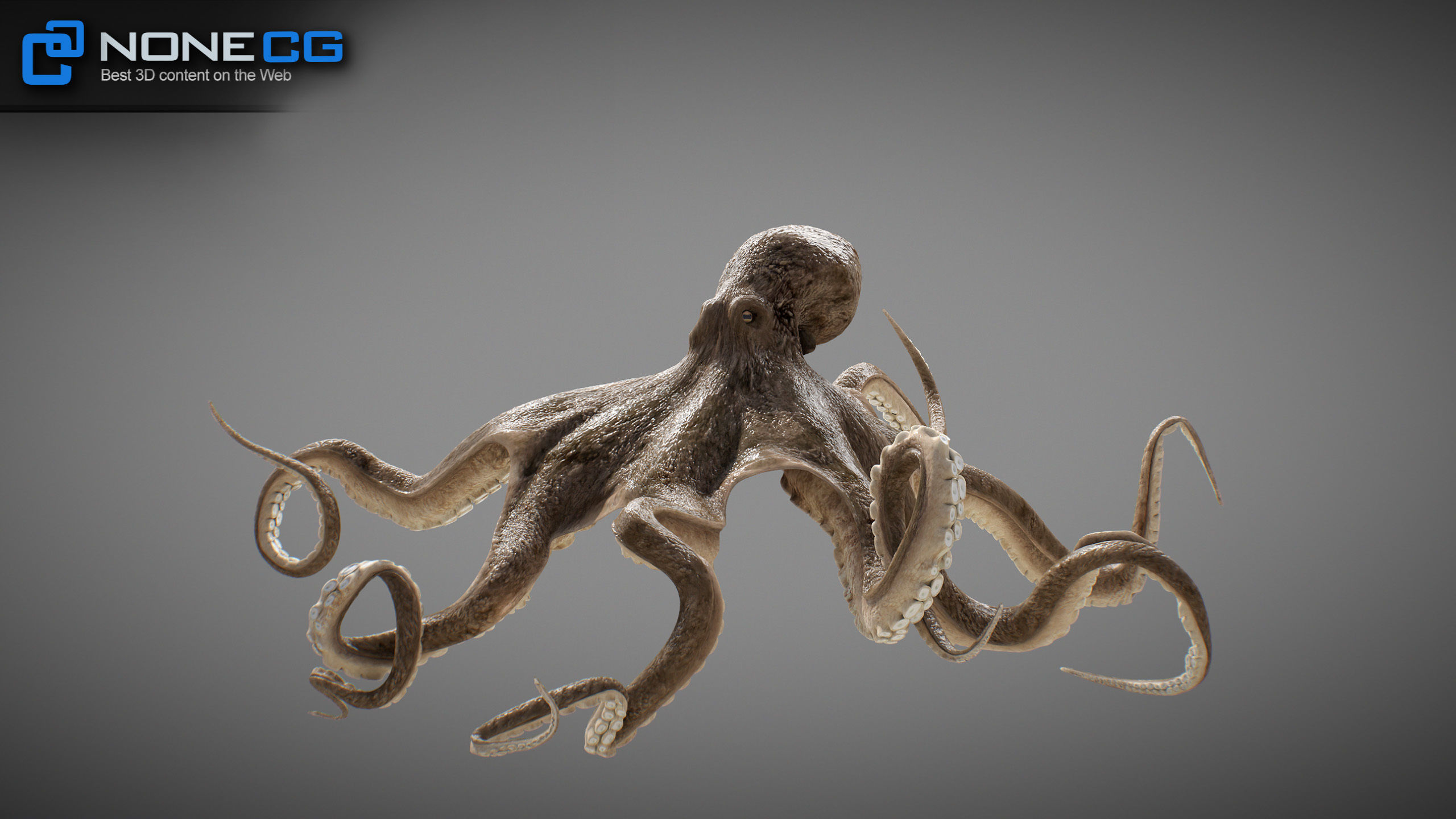 Animated Octopus v2 Low-poly 3D model_13