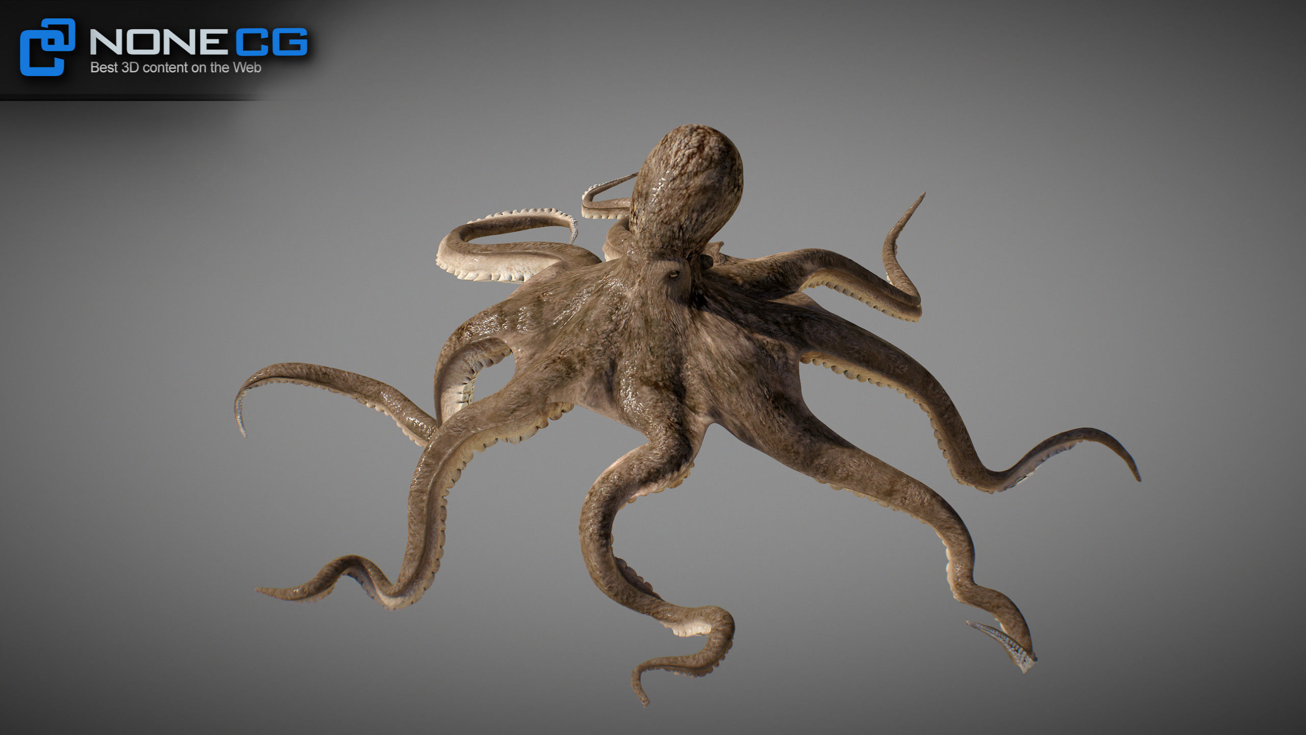 Animated Octopus v2 Low-poly 3D model_28