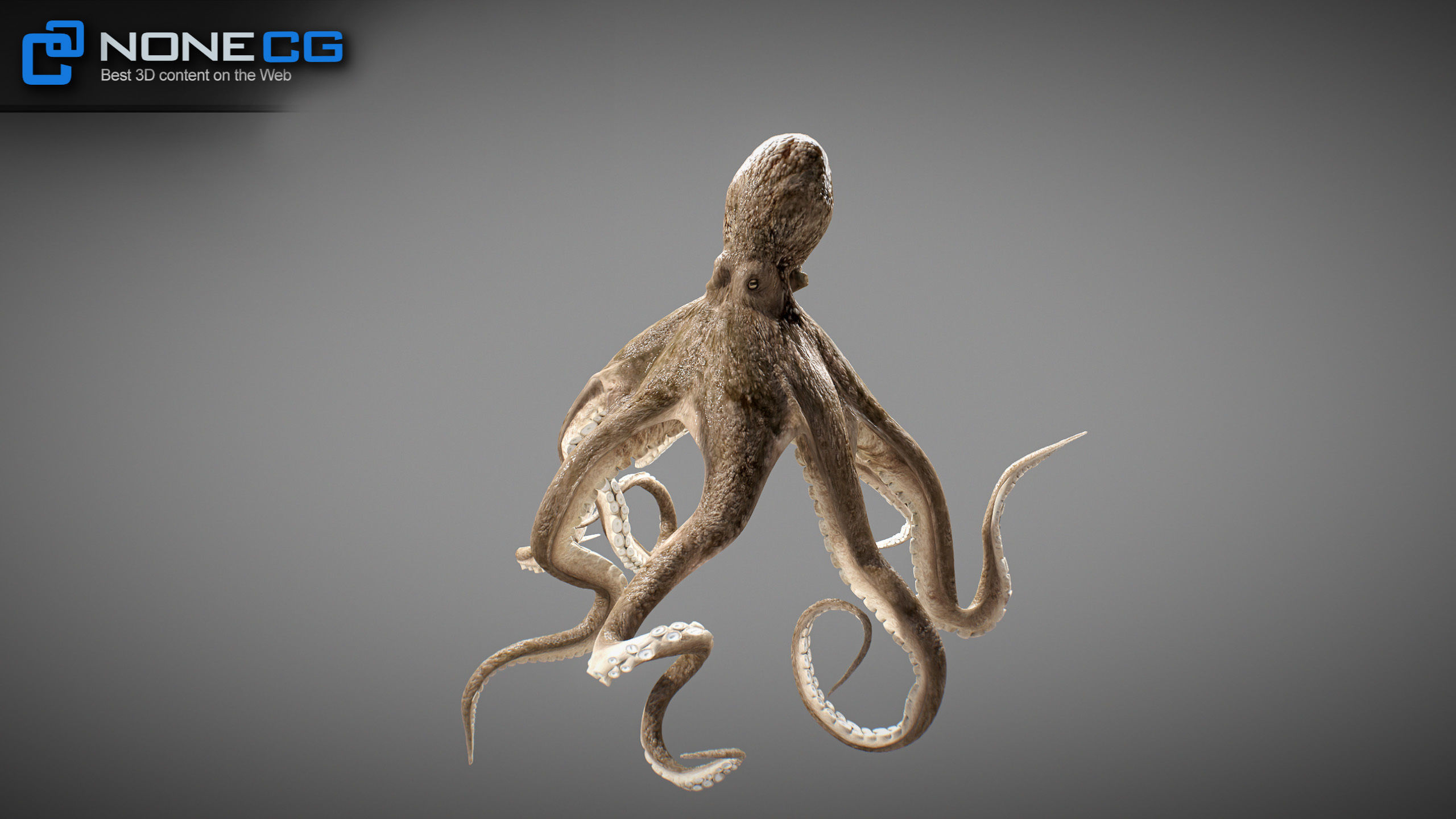 Animated Octopus v2 Low-poly 3D model_23