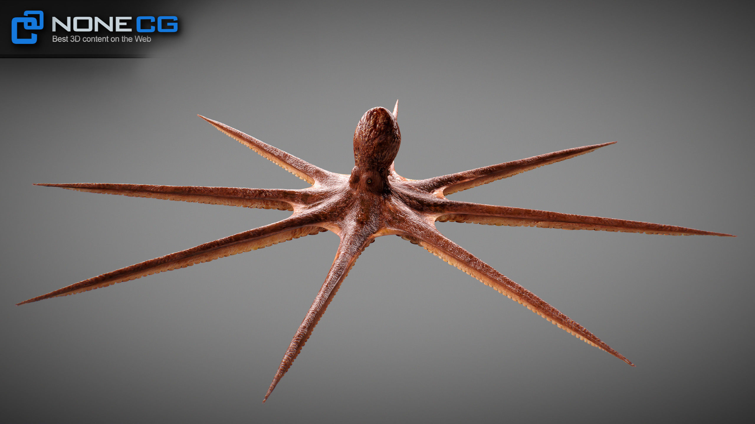 Animated Octopus v2 Low-poly 3D model_16