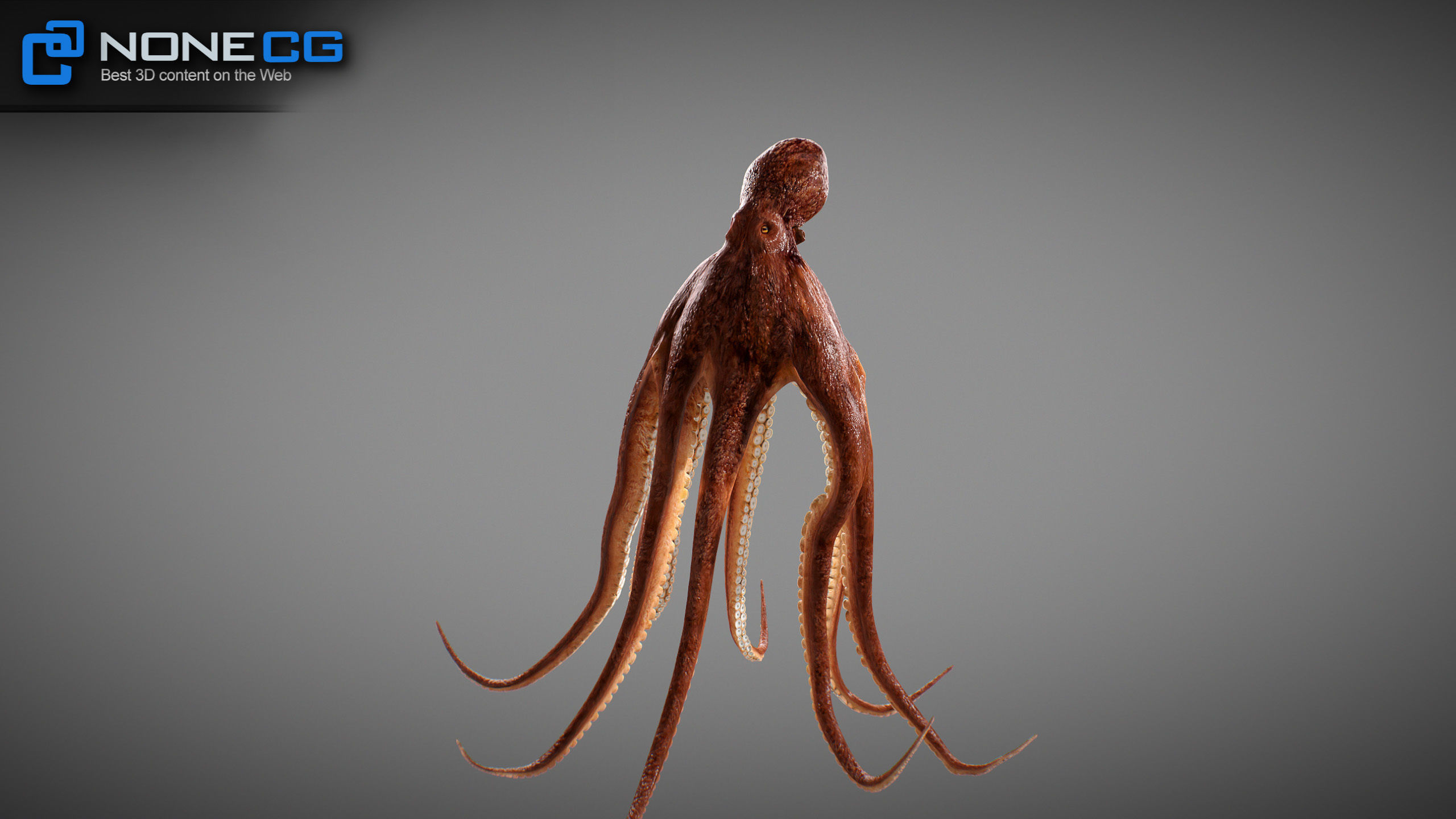 Animated Octopus v2 Low-poly 3D model_19