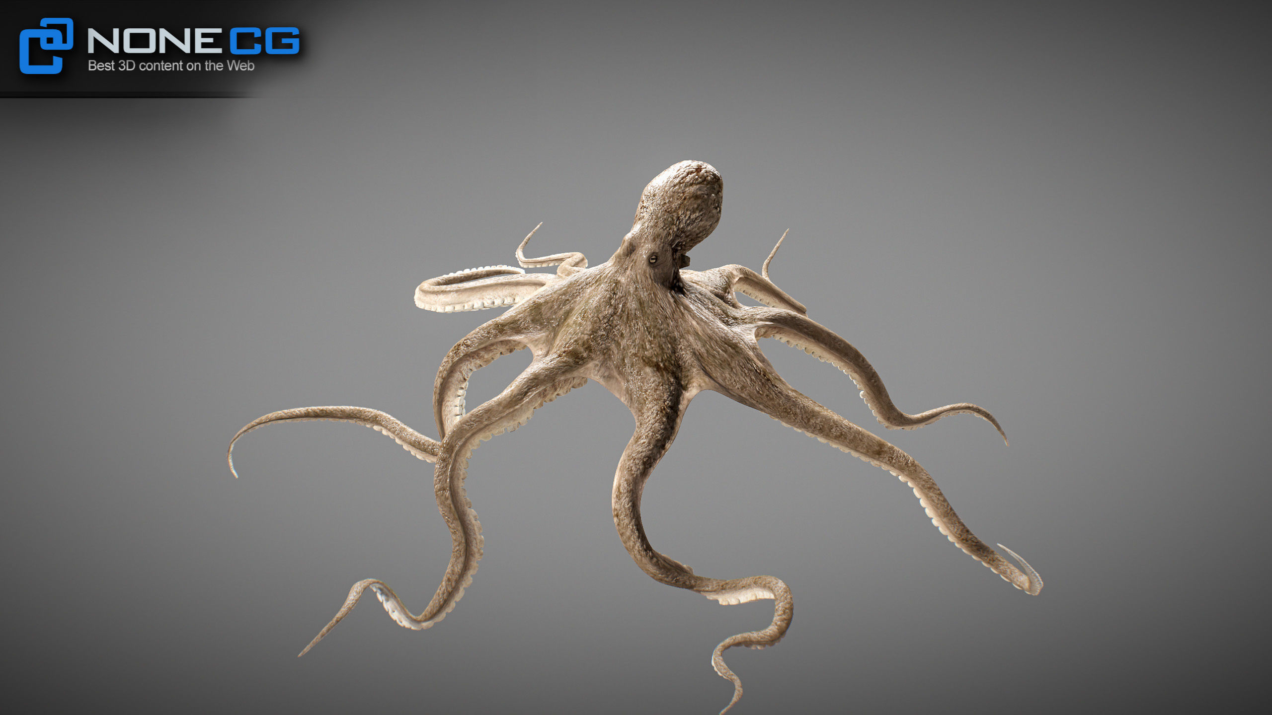 Animated Octopus v2 Low-poly 3D model_5