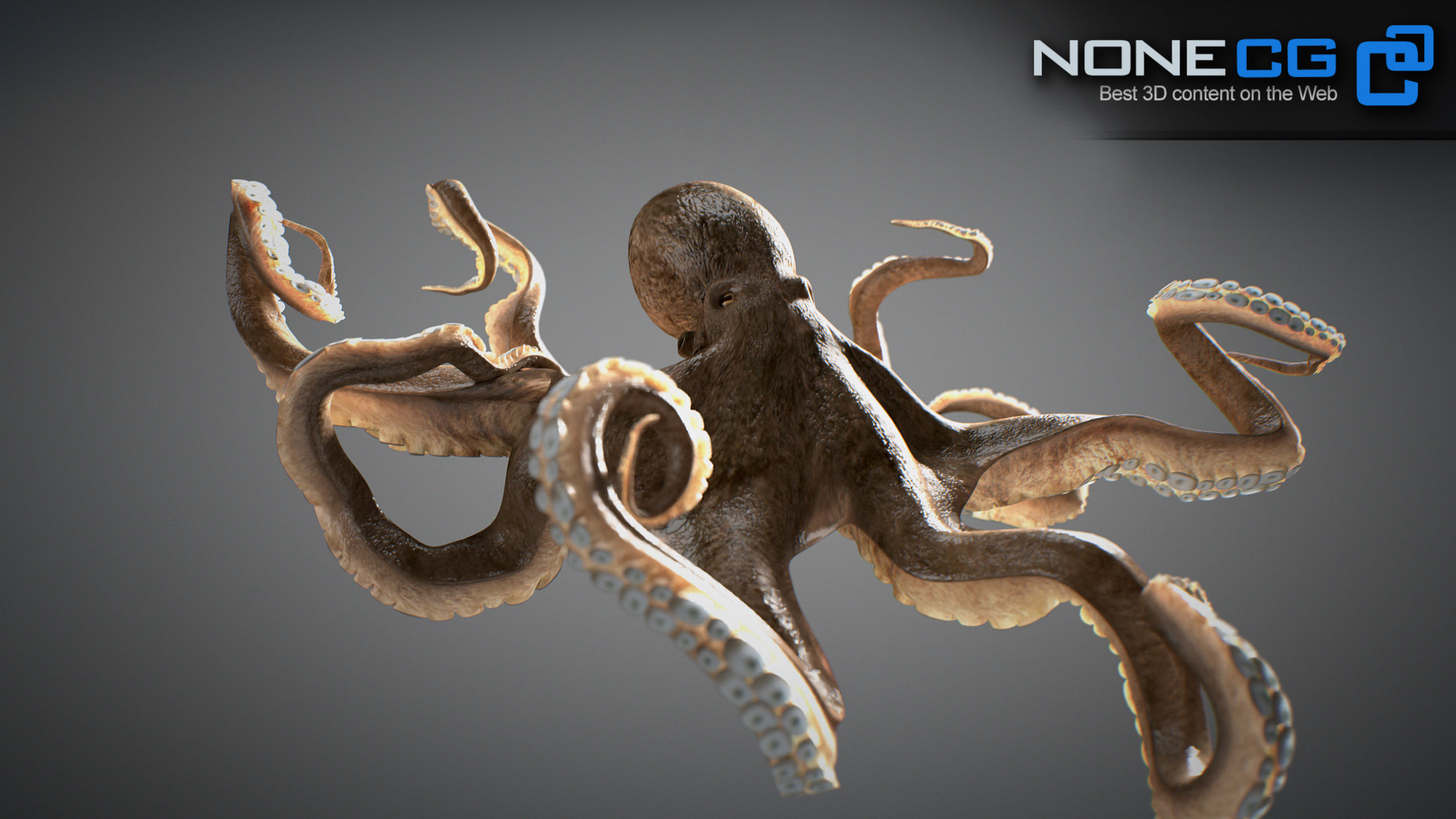 Animated Octopus v2 Low-poly 3D model_30