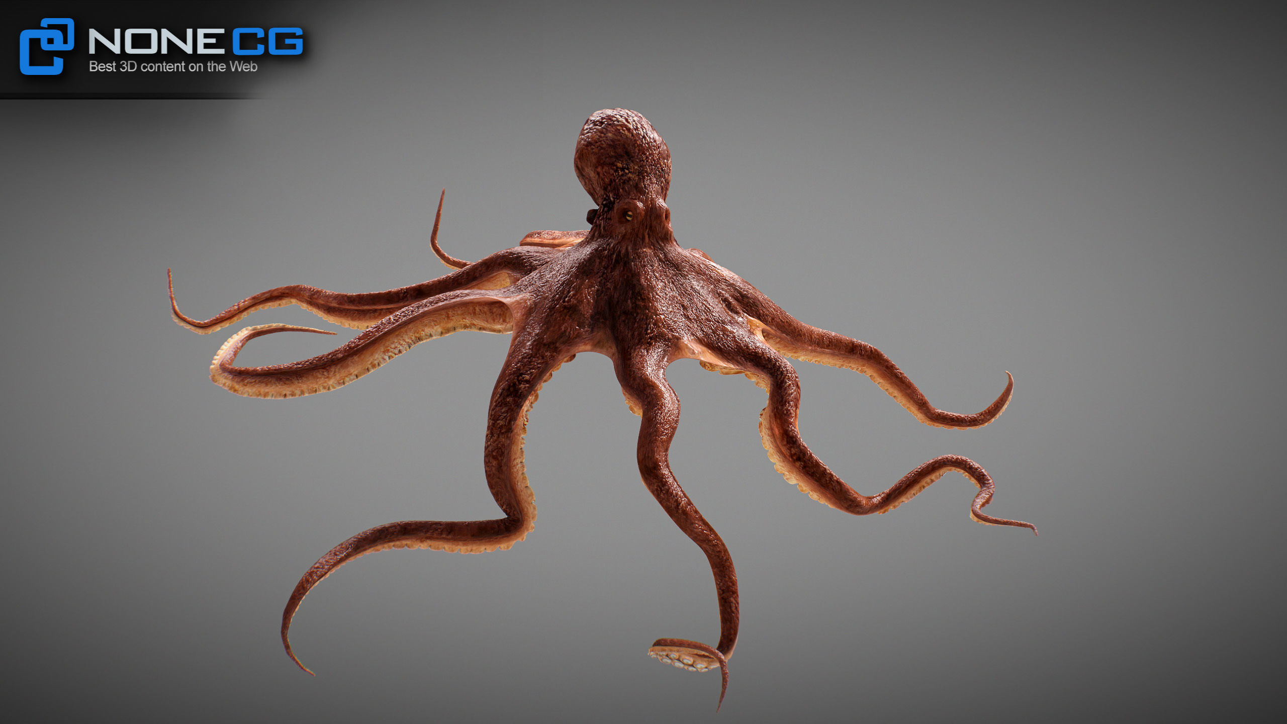Animated Octopus v2 Low-poly 3D model_22