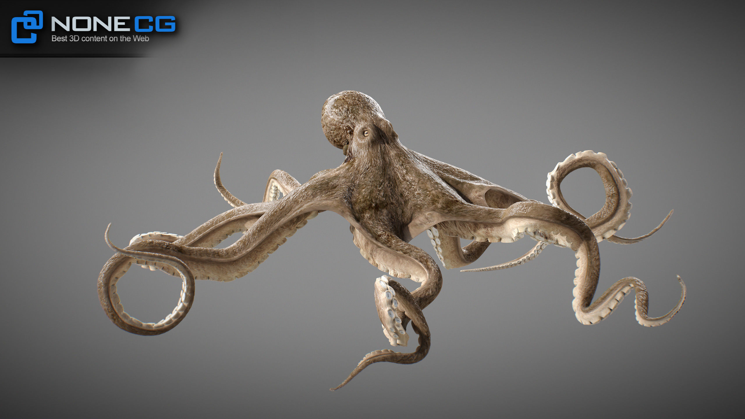 Animated Octopus v2 Low-poly 3D model_18