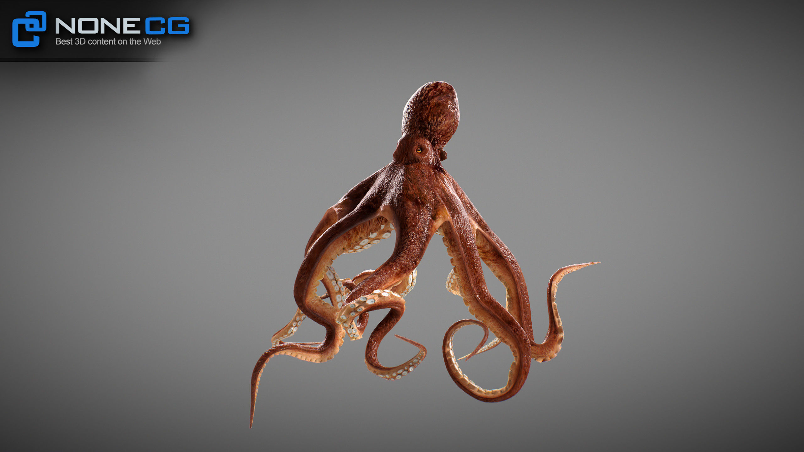 Animated Octopus v2 Low-poly 3D model_26