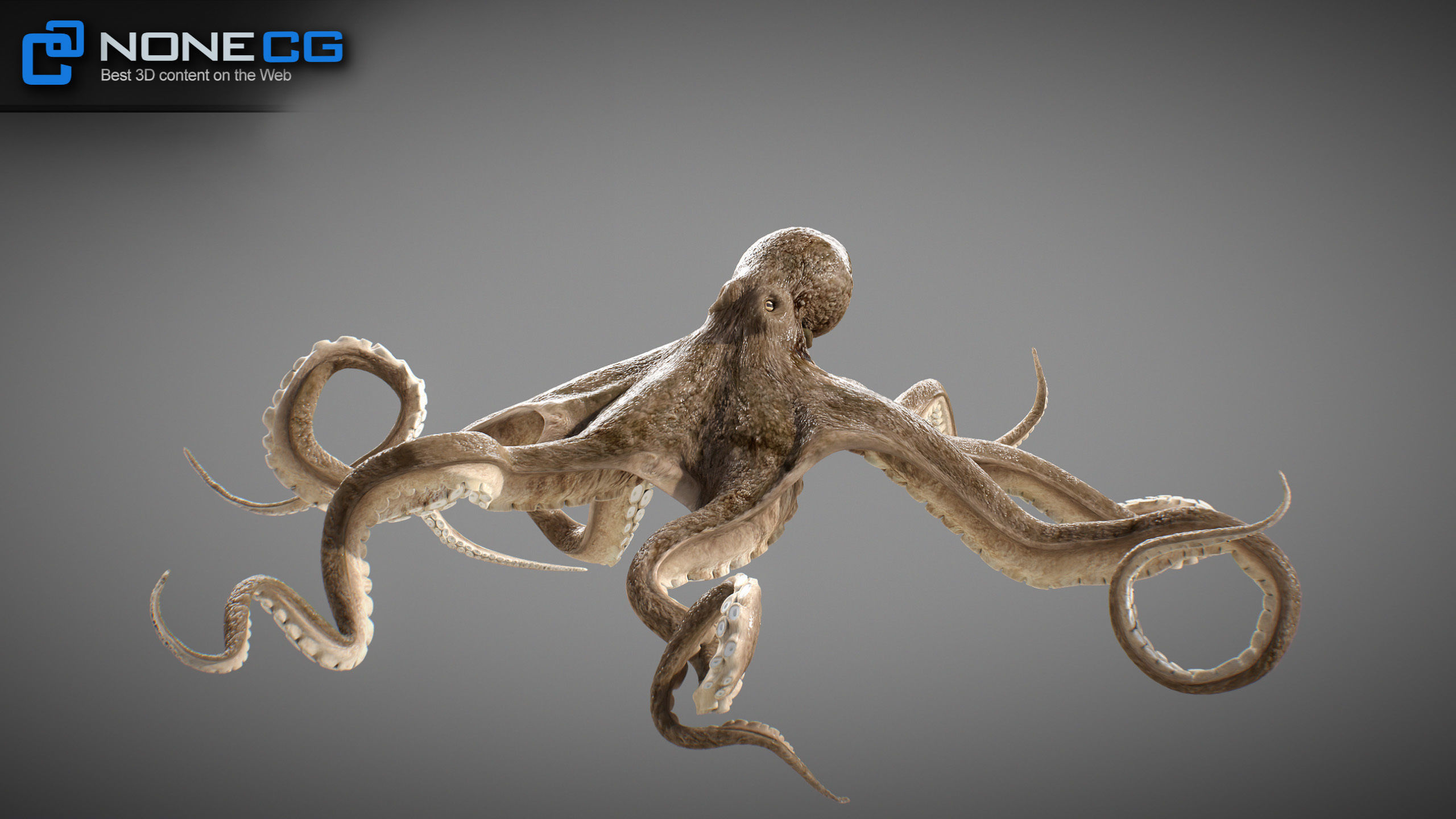 Animated Octopus v2 Low-poly 3D model_3