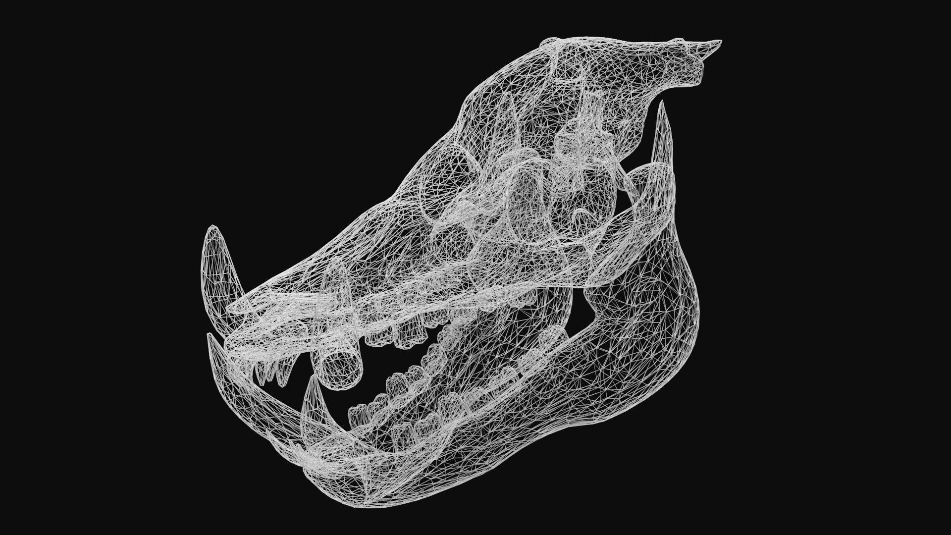 Boar Skull Low-poly 3D model_9