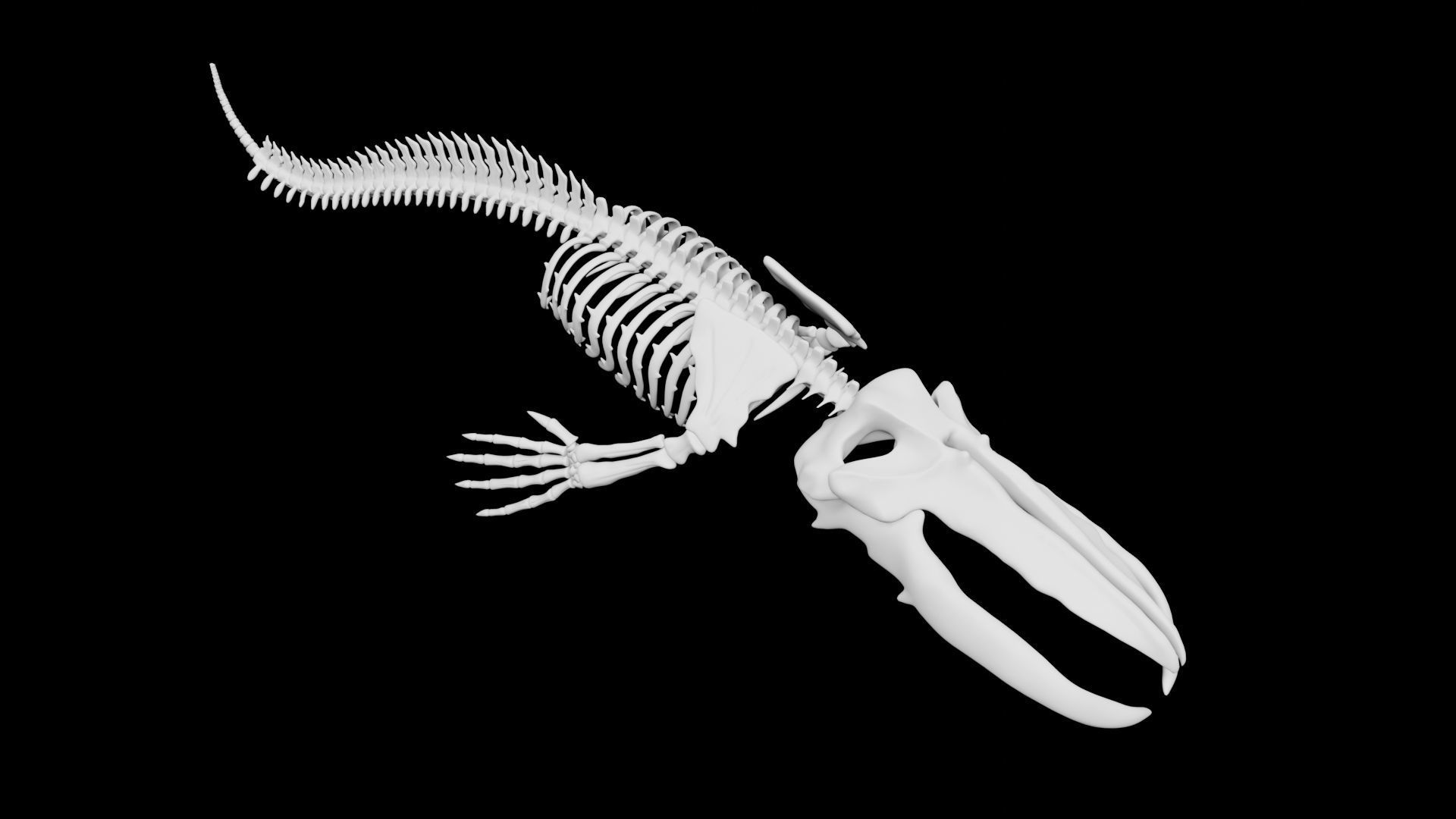 Whale Skeleton Low-poly 3D model_6