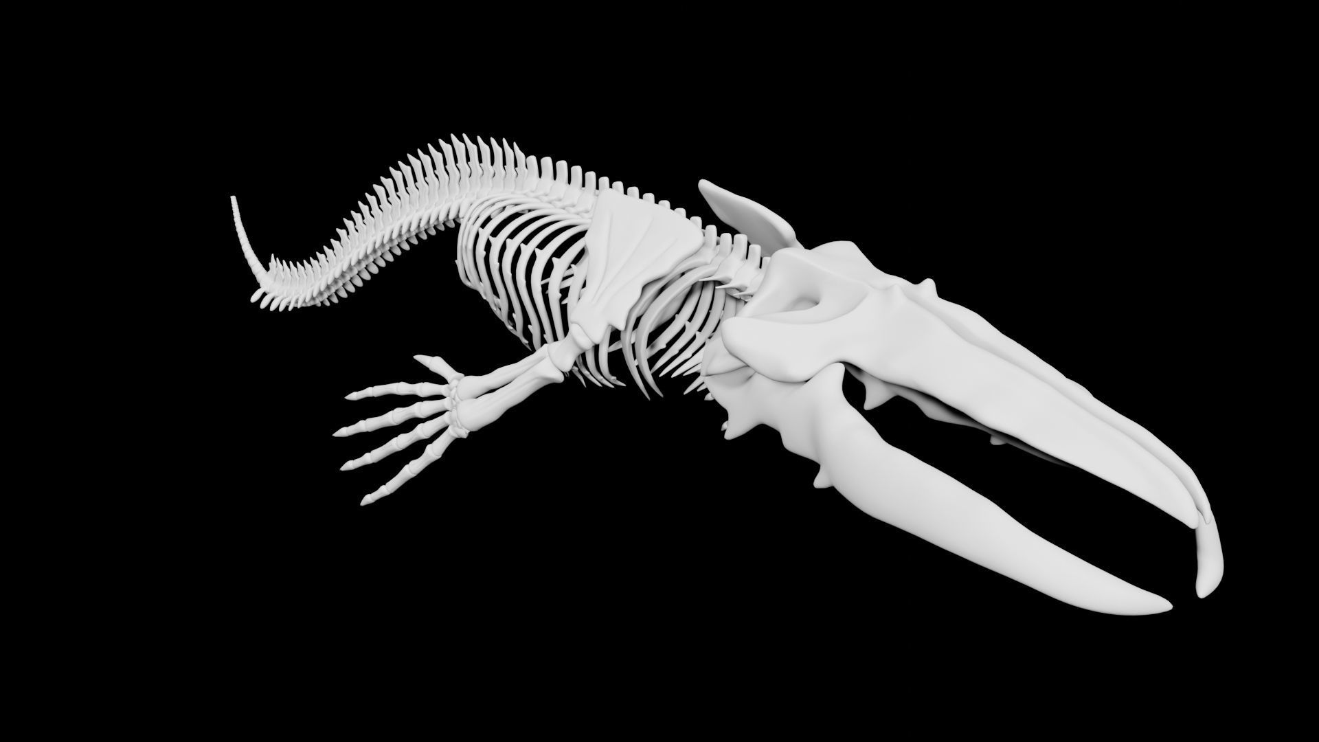 Whale Skeleton Low-poly 3D model_4
