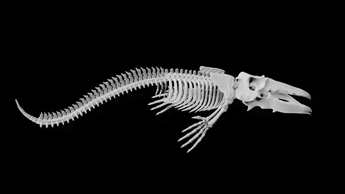 Whale Skeleton Low-poly 3D model