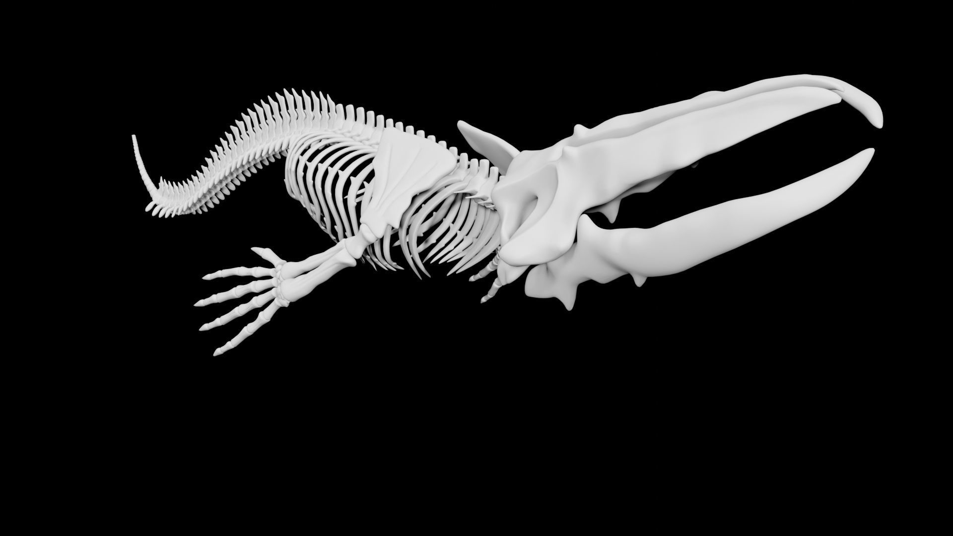 Whale Skeleton Low-poly 3D model_5