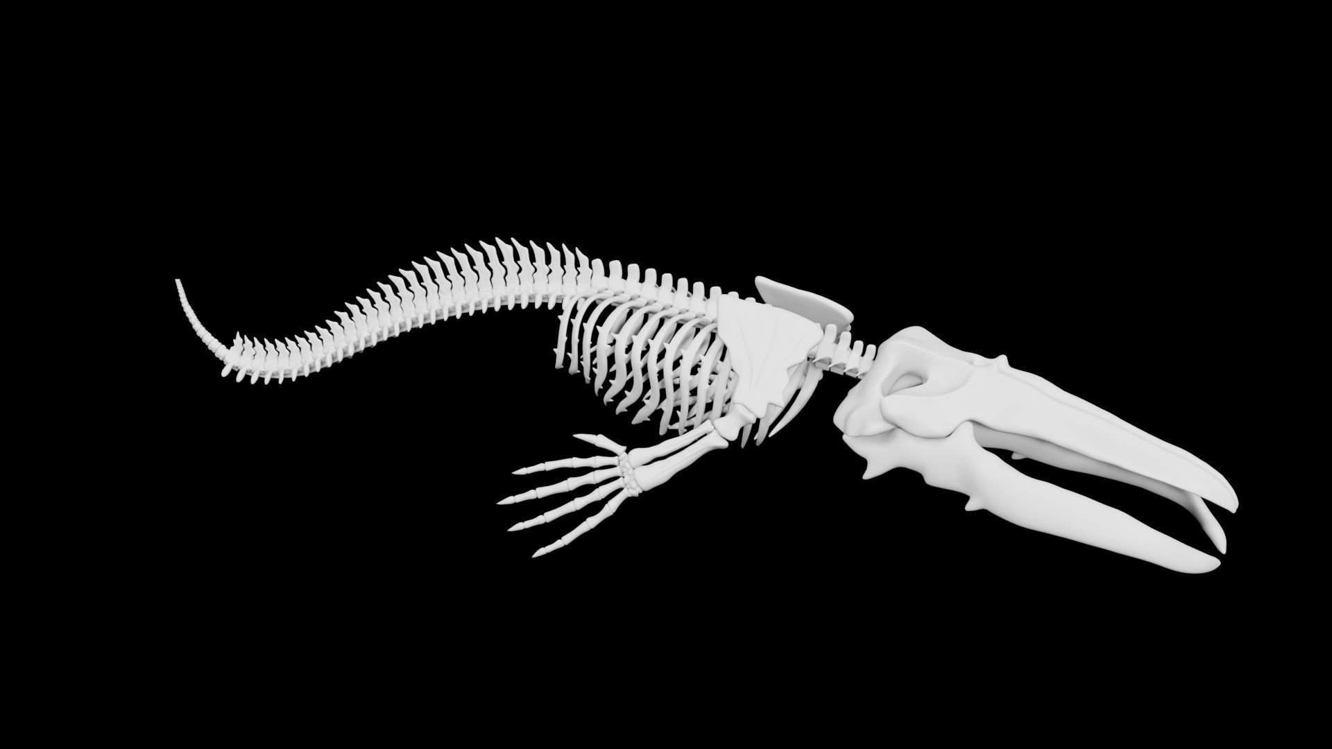 Whale Skeleton Low-poly 3D model_7