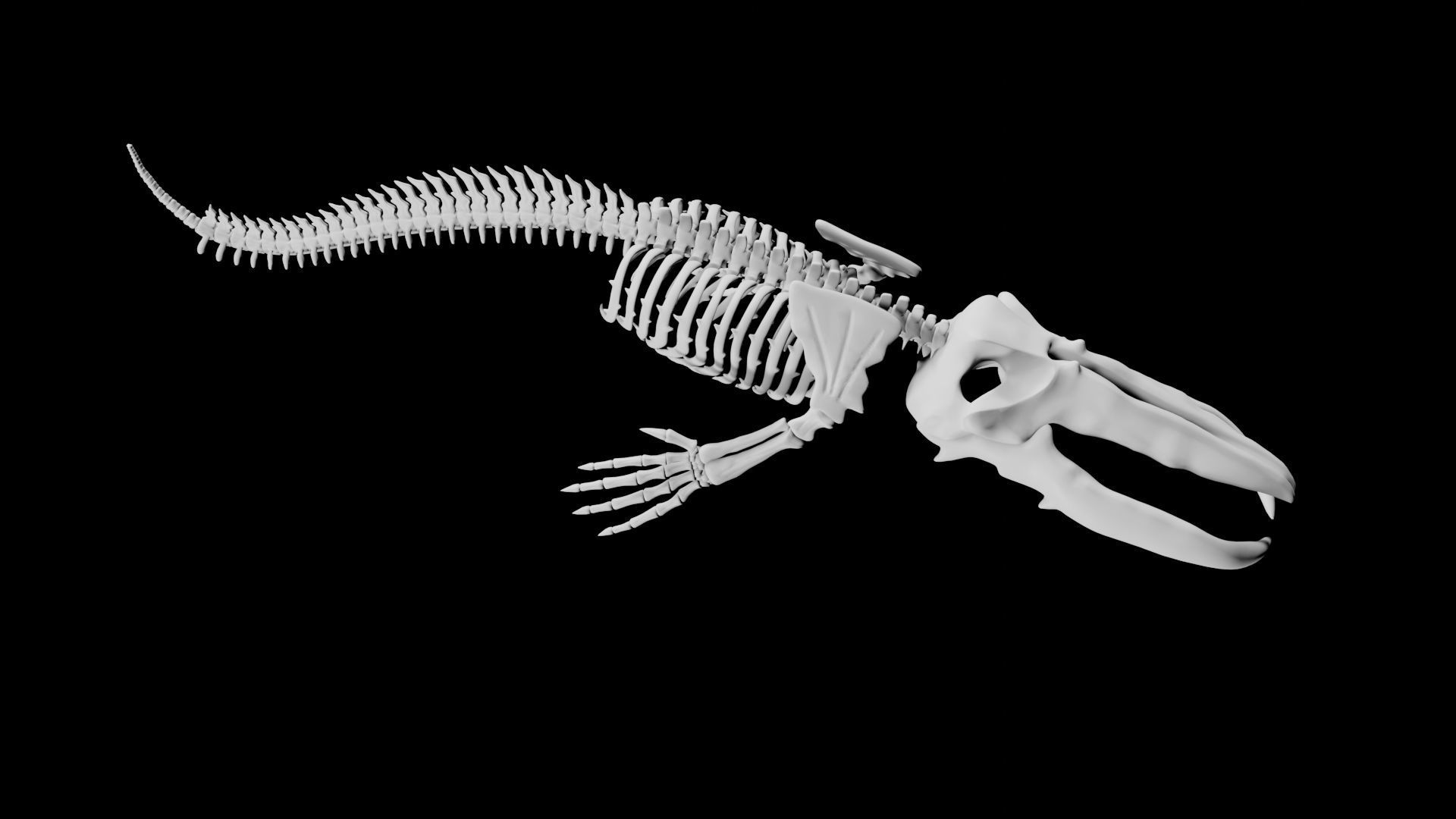Whale Skeleton Low-poly 3D model_3