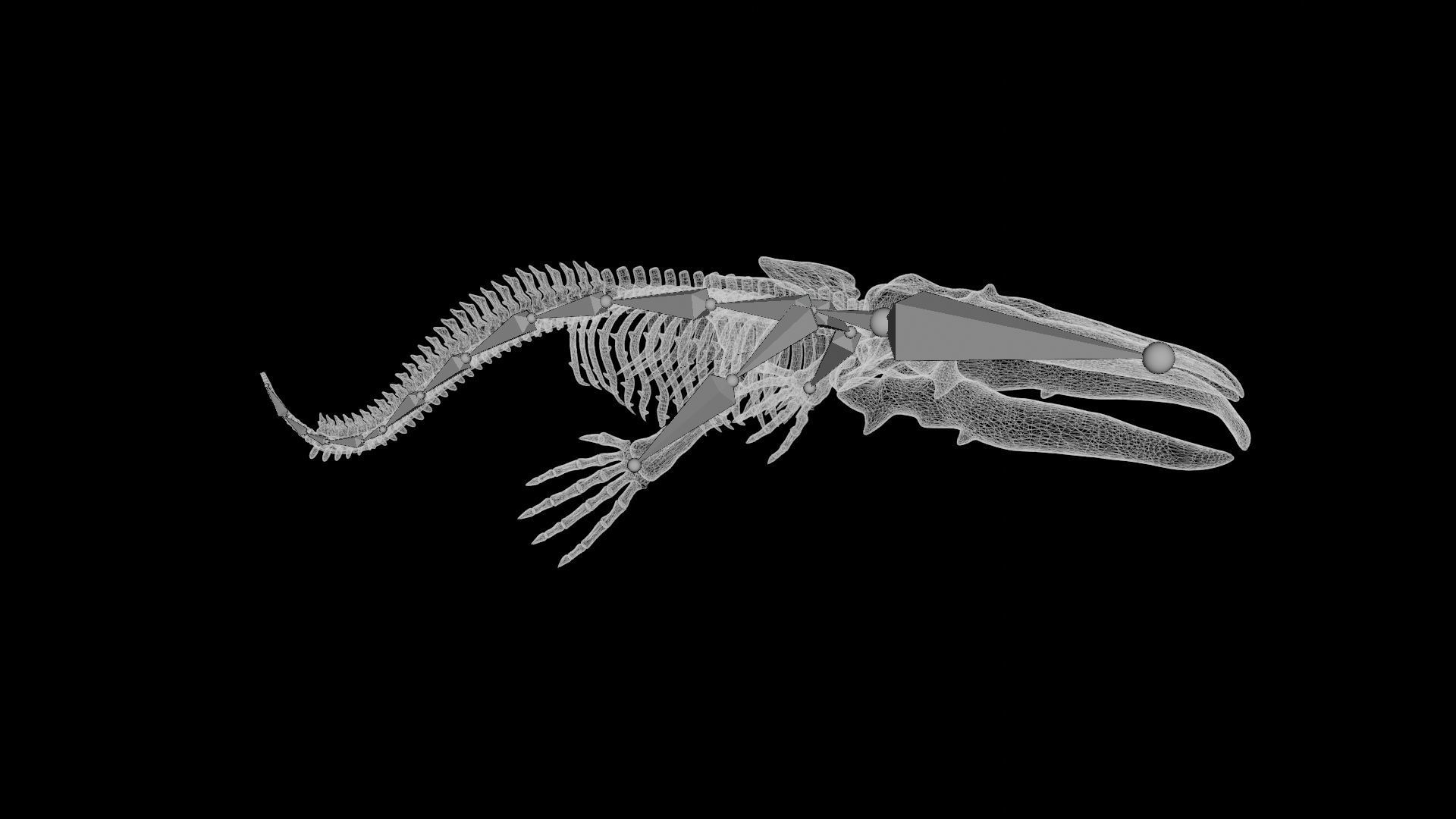 Whale Skeleton Low-poly 3D model_8