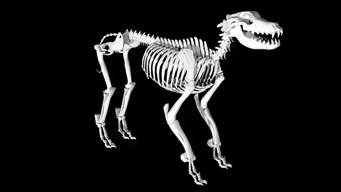 Dog Skeleton Low-poly 3D model