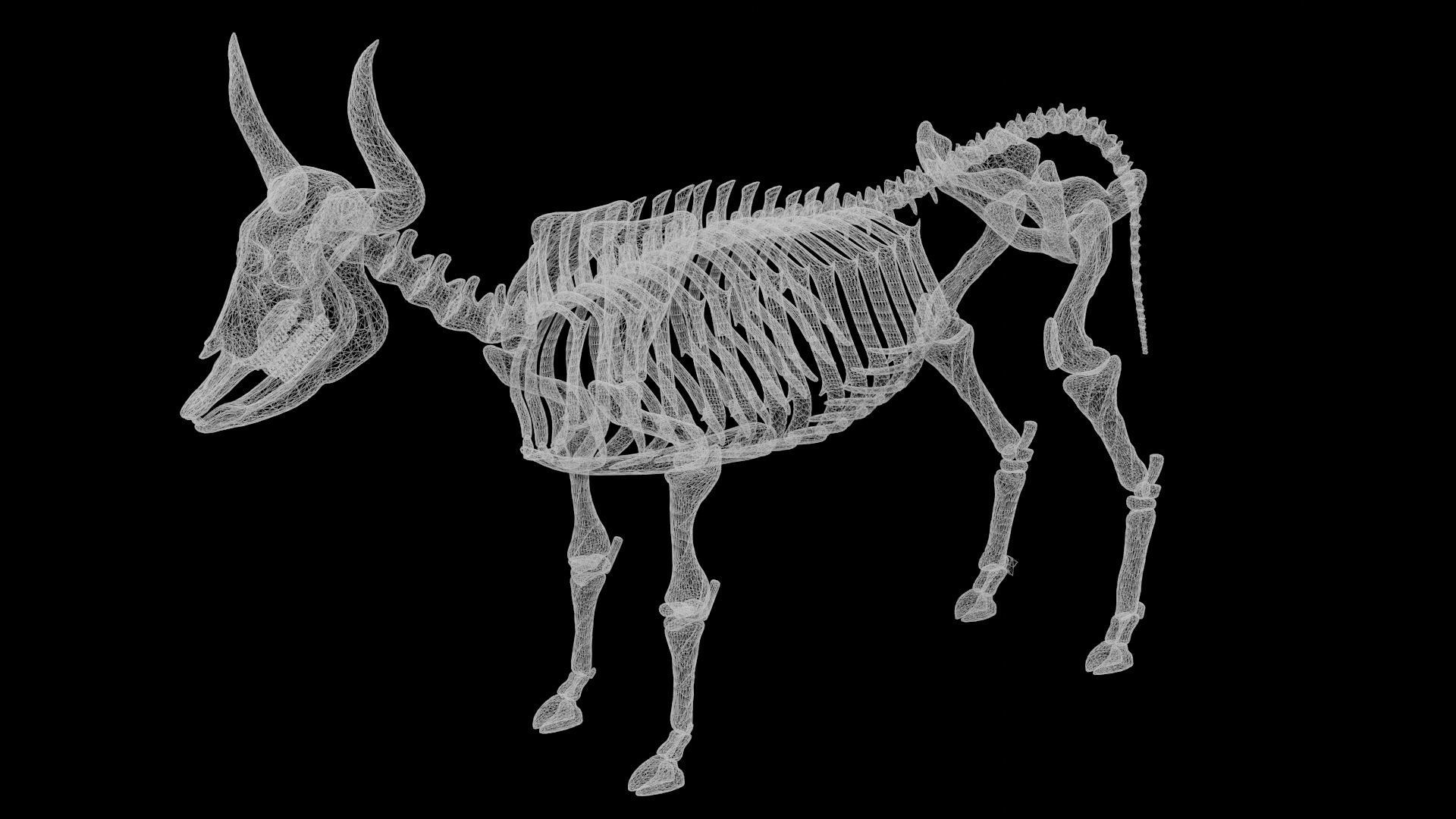 Bull Skeleton Low-poly 3D model_7