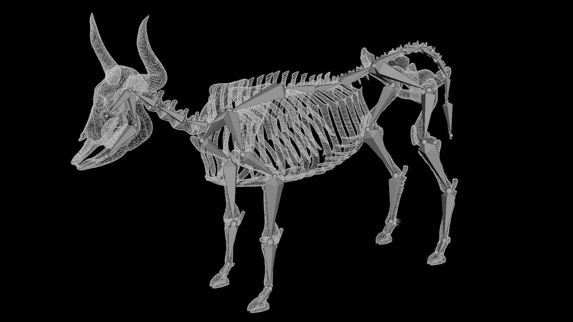 Bull Skeleton Low-poly 3D model_6