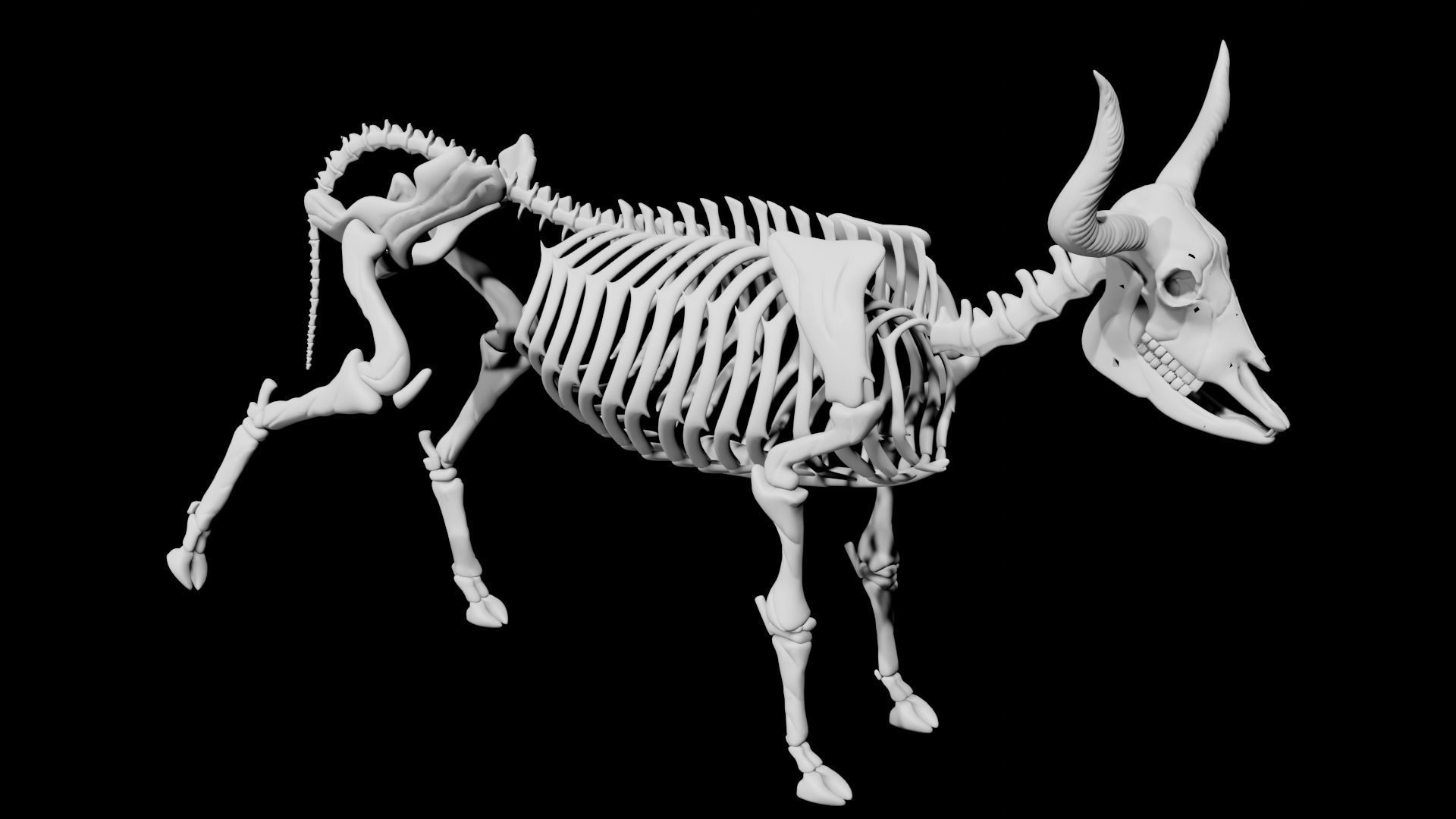 Bull Skeleton Low-poly 3D model_3