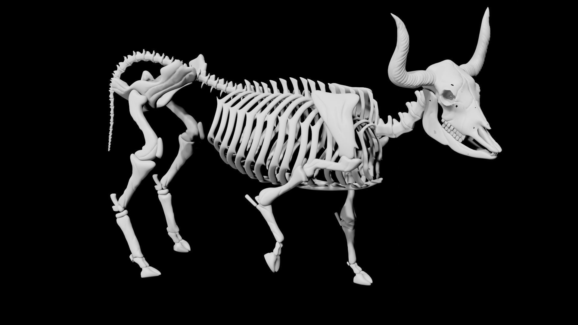 Bull Skeleton Low-poly 3D model_1