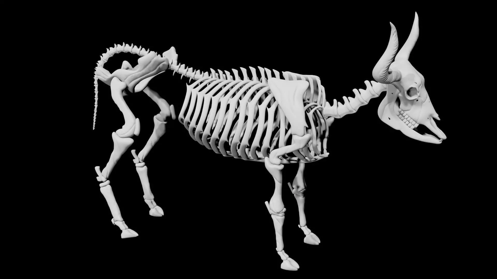 Bull Skeleton Low-poly 3D model_0