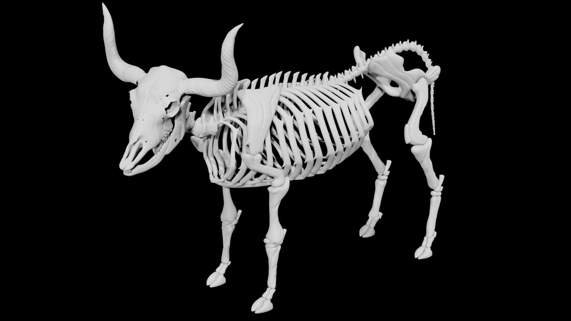 Bull Skeleton Low-poly 3D model_4