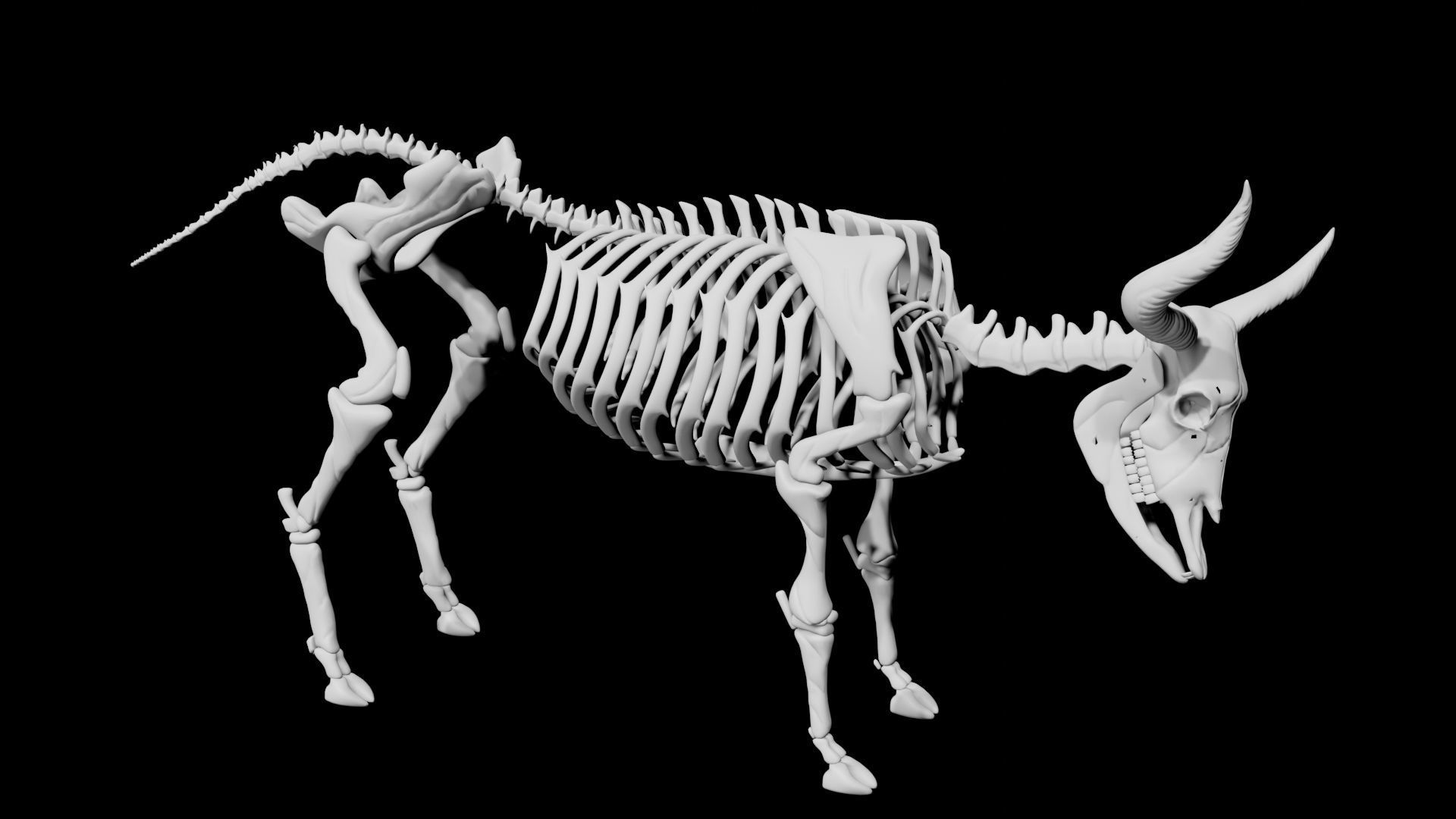Bull Skeleton Low-poly 3D model_2