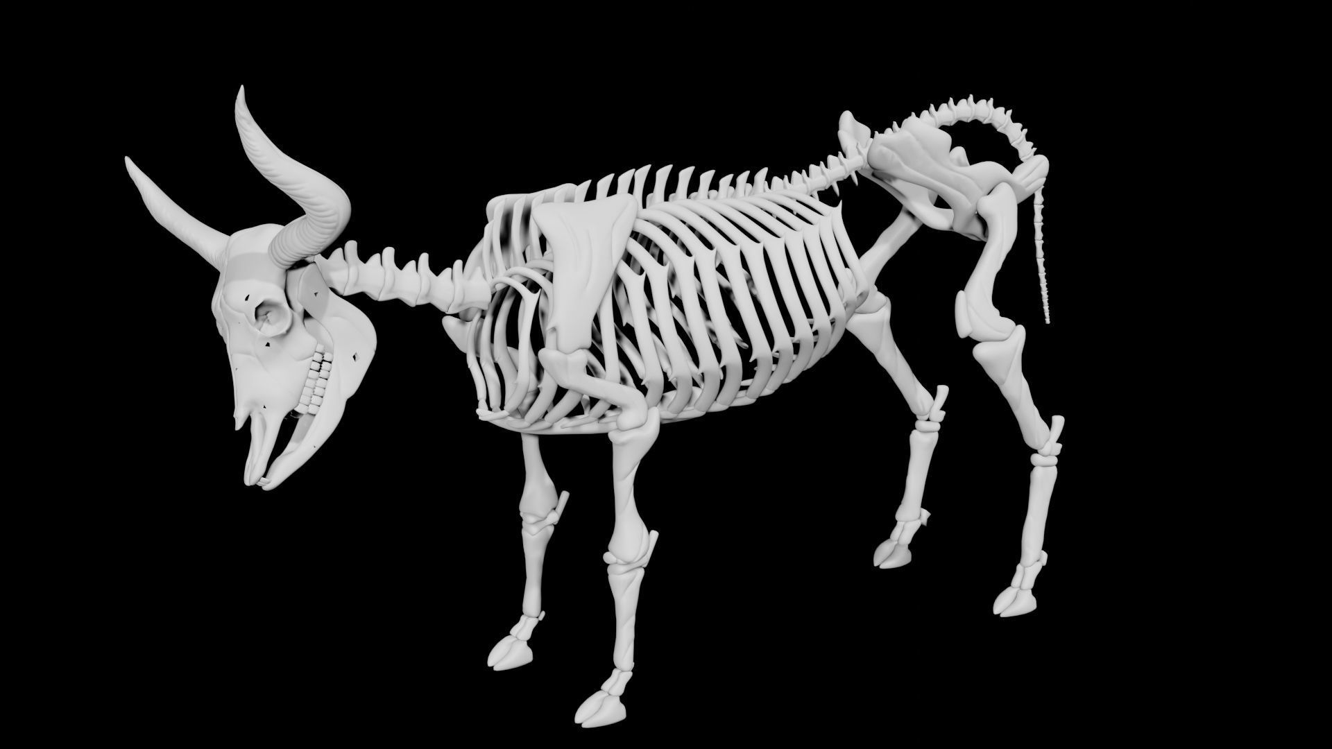Bull Skeleton Low-poly 3D model_5