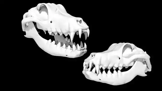 Dog Skull Low-poly 3D model