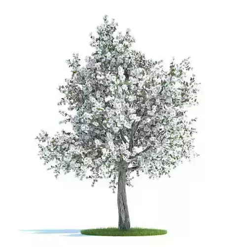 Tree With White Flowers